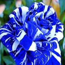 semi rose blu usato  Trappeto