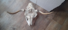 Antlers young european for sale  CAMBORNE