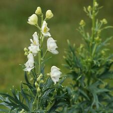 Blumixx stauden aconitum gebraucht kaufen  Mittelfeld