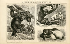 Affen schimpanse mandrill gebraucht kaufen  GÖ-Weende,-Roringen
