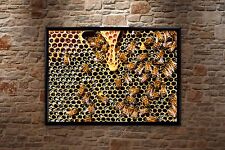 Honey bee bee for sale  YORK