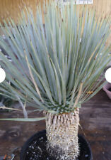 Yucca rostrata seeds for sale  LONDON