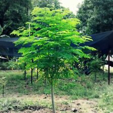 Moringa seeds planting for sale  Upland