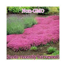 Pink creeping thyme for sale  Upland