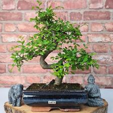 Chinese elm bonsai for sale  LEEDS