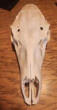 Cow elk skull for sale  Newcastle