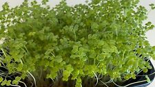 Usado, Mostarda Oriental Wasabi 3000+ Sementes Brotando MICROVERDES/Plantas Cultivadas Completas comprar usado  Enviando para Brazil