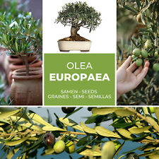 Olive tree olive for sale  Shipping to Ireland