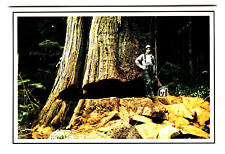 Postcard 4x6 western for sale  Farmington