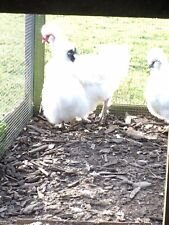 White silkie bantam for sale  LAMPETER