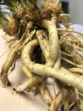 Charlemagne horseradish year for sale  KING'S LYNN