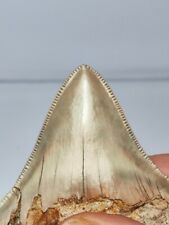 Megalodon fossil tooth d'occasion  Strasbourg-
