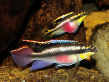 Dwarf rainbow krib for sale  BIRMINGHAM