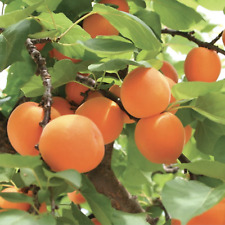 Dwarf blenheim apricot for sale  Duluth