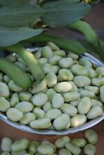 Broad beans monica for sale  BRISTOL