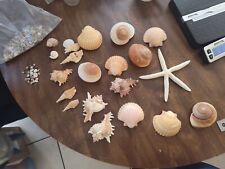 Seashells mix huge for sale  Lancaster
