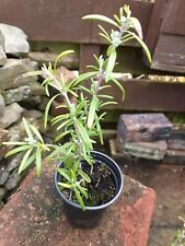Rosemary plant 9cm for sale  GALASHIELS