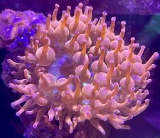 bubble tip anemone for sale  SIDCUP