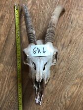 Scottish goat skull for sale  UK