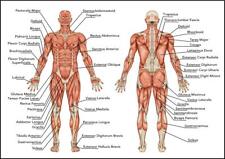 Human anatomy muscles for sale  MANCHESTER
