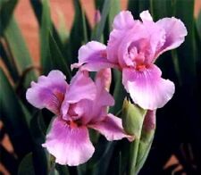 Iris germanica raspberry for sale  CRANBROOK