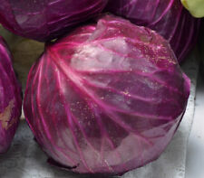Red acre cabbage for sale  Deltona
