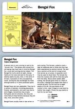 Cartão de aventura Bengal Fox #30.3 Mammals - Grolier Wildlife comprar usado  Enviando para Brazil