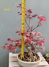 Pre bonsai ahorn, gebraucht gebraucht kaufen  Frankfurt