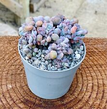 Echeveria cubic frost for sale  EVESHAM