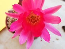 Chamaecereus hybrid fucsia usato  Cupra Marittima