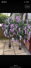 Lilac 6ft potted for sale  UXBRIDGE
