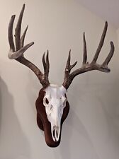 Point whitetail deer for sale  Blacksburg