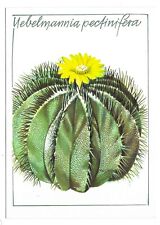Cartolina cactus uebelmannia usato  Spedire a Italy