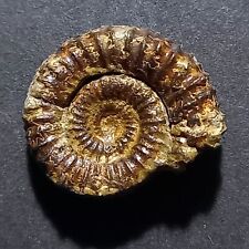 Catacoeloceras confctum fossil usato  Italia