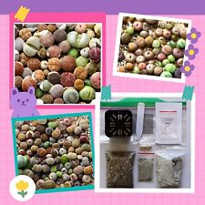 Kit de semeadura de germinação Lithops -Sementes de solo comprar usado  Enviando para Brazil