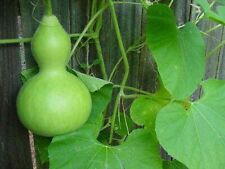 Bottle gourd calabash for sale  Shipping to Ireland