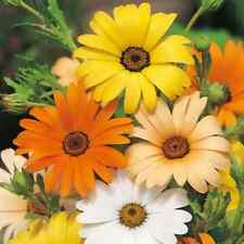 African daisy seeds for sale  Tarpon Springs