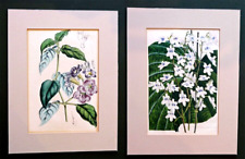 Pair Antique BOTANICAL Mounted Old Flower Prints Horto van Houtteano c1860 for sale  Shipping to South Africa
