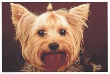 Yorky yorkshire terrier usato  Spedire a Italy