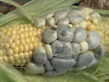 Huitlacoche spores corn for sale  Reading
