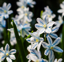 snow drop bulbs for sale  CRAWLEY