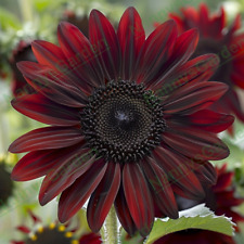 SUNFLOWER - RED SUN -50 seeds - Helianthus annuus tall - Annual Flower for sale  Shipping to South Africa