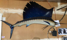 taxidermy sailfish for sale  San Jose