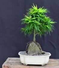 Japanese green maple for sale  Patchogue