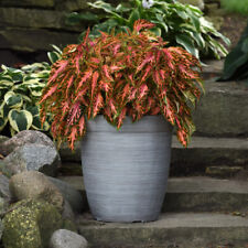 Coleus coral candy for sale  LLANDYSUL