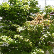 Acer palmatum erable d'occasion  Pouzauges