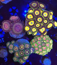 Wysiwyg zoanthid pack for sale  NORTHWOOD