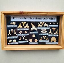 Framed fossil teeth for sale  LINCOLN