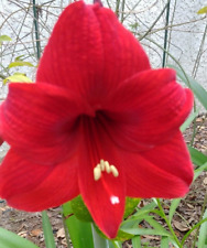 Large red amaryllis for sale  Spring Hill