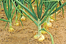 400+VIDALIA SWEET ONION Seeds Organic Non-Gmo 110/170 Days Spring/Fall Garden for sale  Wichita